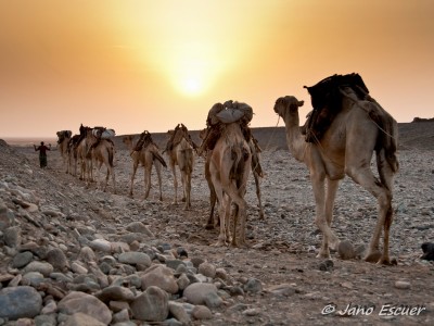 Caravana de sal. Danakil {Etiopia}