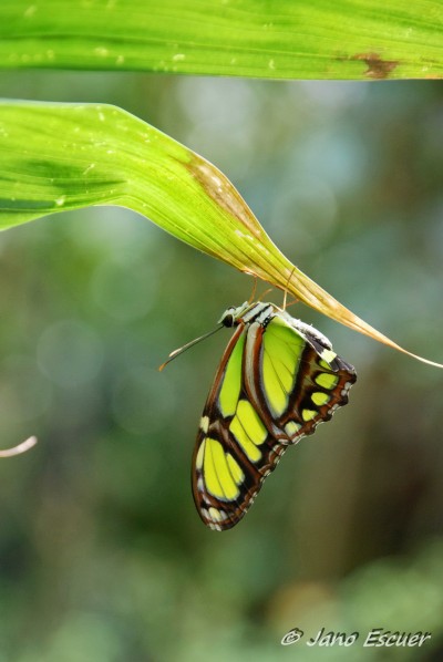 Waterfall Gardens 02 {Costa Rica}