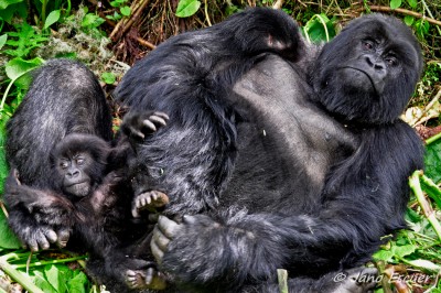 Trekking gorilas de montaña 01 {Rwanda}