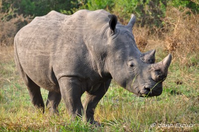 Rhino-Sanctuary. Nakitoma Ziwa {Uganda} 