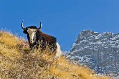 Tilicho Lake. Tilicho Base Camp 02 {Annapurna}