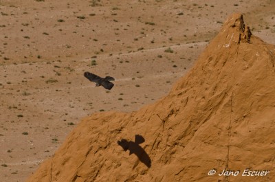 Flaming Cliffs {Mongolia}