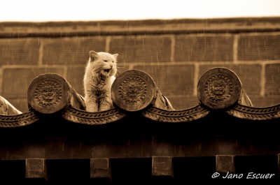 Templo Huayan. Datong {China}