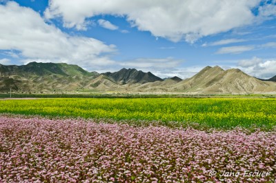 Tibet