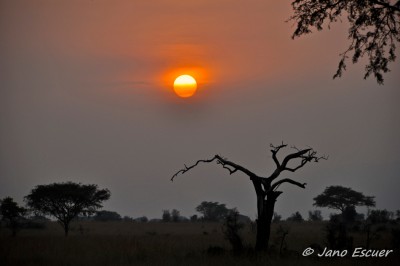 Gorila Trek. PN Murchison {Uganda} 