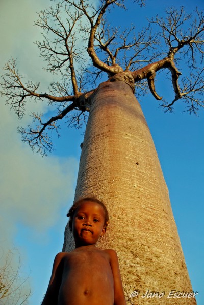 Alleé Des Baobabs 02 {Madagascar} 