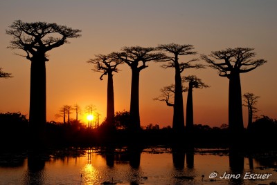 Alleé Des Baobabs 03 {Madagascar} 